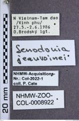 Etiketten zu Senodonia jeanvoinei (NHMW-ZOO-COL-0008922)